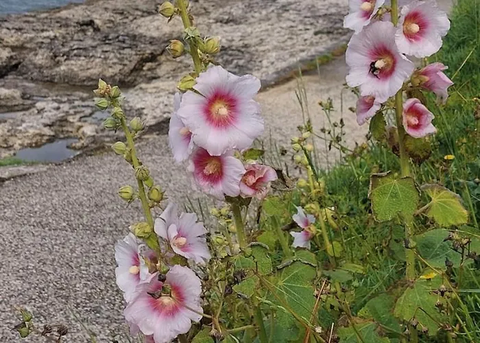 Pontaillac Ferienhaus Royan